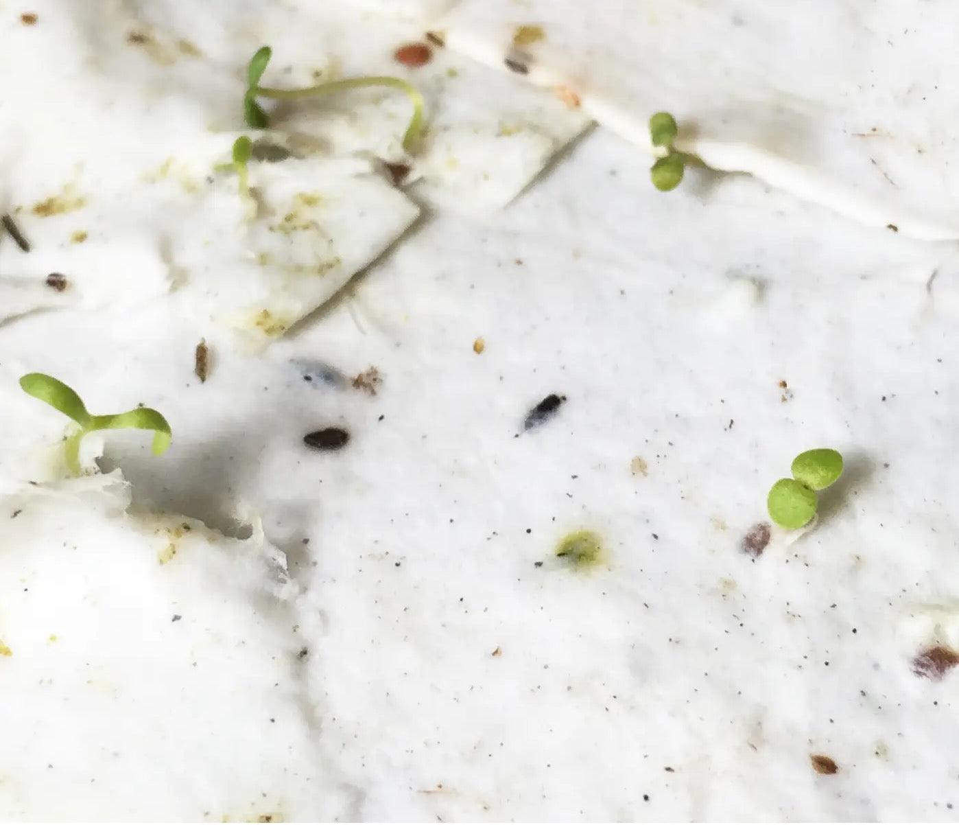 California Poppy Plantable Wildflower Seed Card, a biodegradable card infused with poppy seeds, blossoming into vibrant poppies when planted.