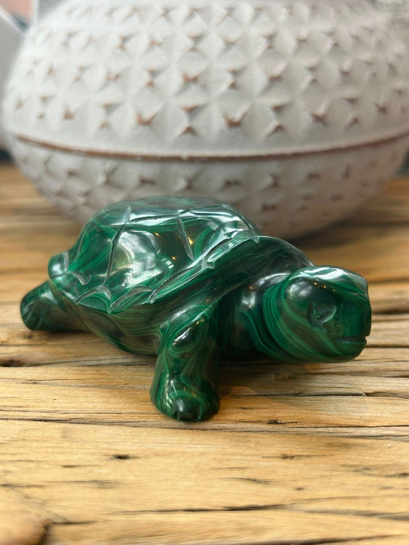 Malachite Turtle