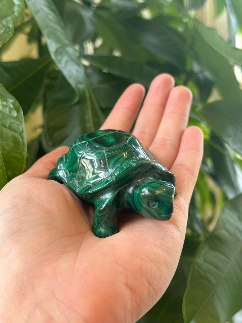 Malachite Turtle